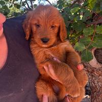 Goldendoodle f1