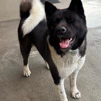 Certo Maschio Akita Americano per accoppiare