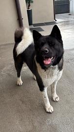 Certo Maschio Akita Americano per accoppiare
