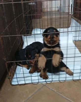 Cuccioli di rottweiler