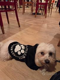 Accoppiamento o monta cane maltese