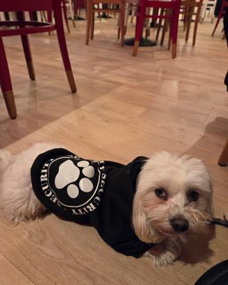 Accoppiamento o monta cane maltese