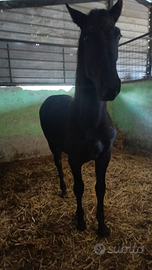 Puledro sanfratellano