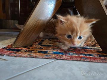 Maine coon cucciolo