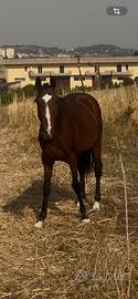 Cavallo