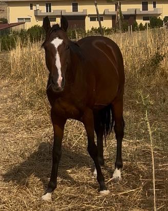 Cavallo