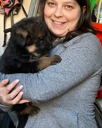 Cuccioli pastore tedesco