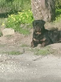 Cucciolata in arrivo di splendidi rottweiler