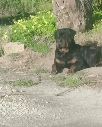 Cucciolata in arrivo di splendidi rottweiler