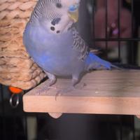 Cocorita