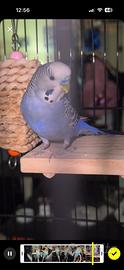 Cocorita
