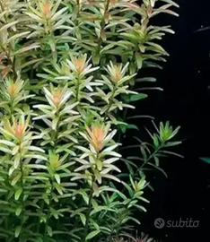 pianta acquario rotala rutundifolia