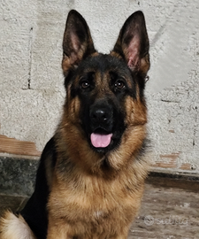 Cucciolona Pastore tedesco