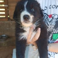 Adozione del cuore dalla Calabria