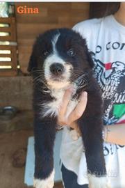 Adozione del cuore dalla Calabria