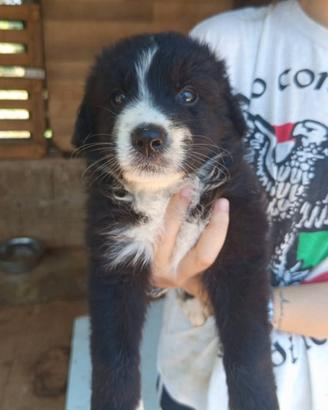 Adozione del cuore dalla Calabria