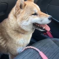 Meravigliosa shiba inu