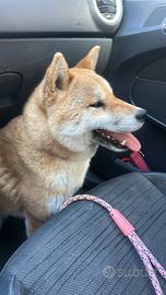 Meravigliosa shiba inu