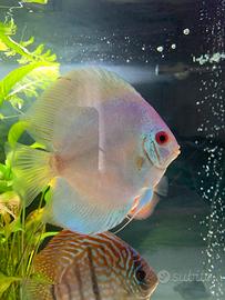 Discus