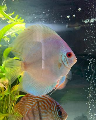Discus