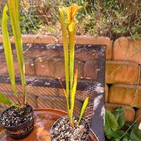 Sarracenia flava var. ornata from Mike King