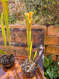 Sarracenia flava var. ornata from Mike King
