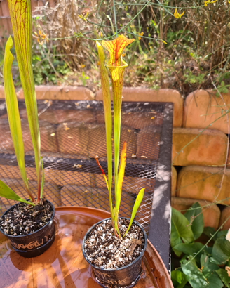Sarracenia flava var. ornata from Mike King