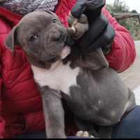 Cucciola alta genealogia