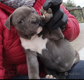 Cucciola alta genealogia