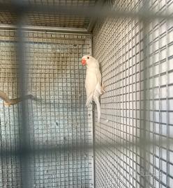 Parrocchetto dal collare