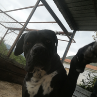 Cane corso