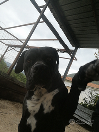Cane corso