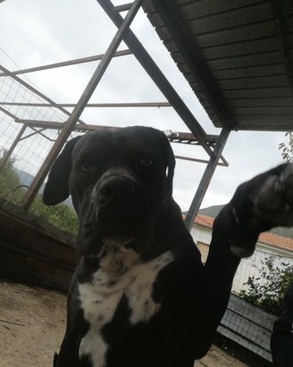 Cane corso