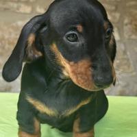 Bassotto a pelo corto