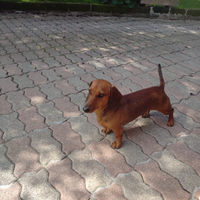 Bassotto nano per accoppiamento