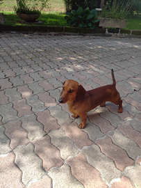 Bassotto nano per accoppiamento