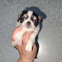 Cucciolo di chihuahua