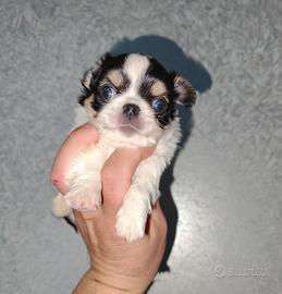 Cucciolo di chihuahua