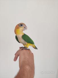 Caicchi testa gialla