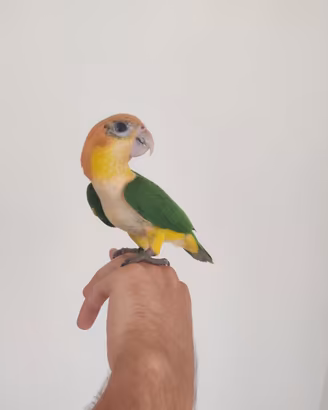 Caicchi testa gialla