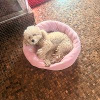 Barboncino TOY per accoppiamento