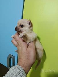 Cuccioli di chihuahua