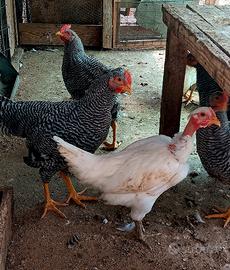 Gallo Amrock