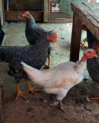 Gallo Amrock