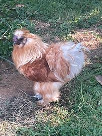 Gallo Moroseta