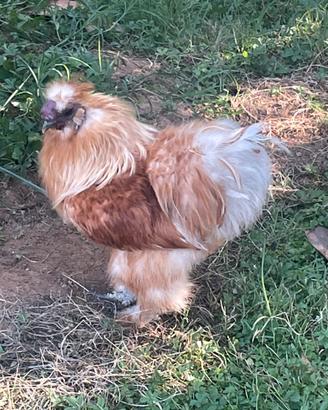 Gallo Moroseta