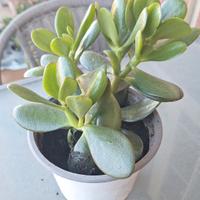 Crassula ovata (albero di giada)