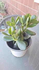 Crassula ovata (albero di giada)