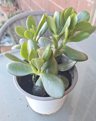 Crassula ovata (albero di giada)