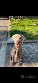 Weimaraner